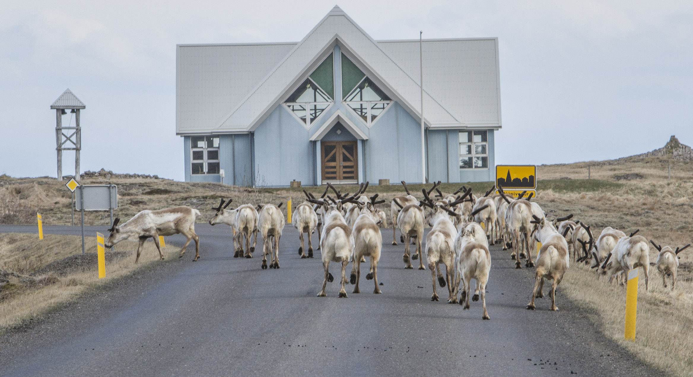 A herd of icelandic reindeer by Djúpivogur church